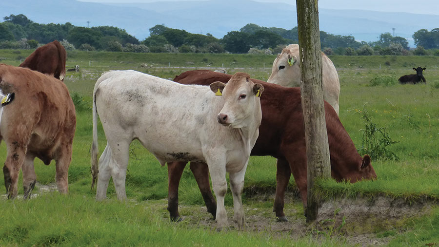Cattle on Solway Firth marsh
