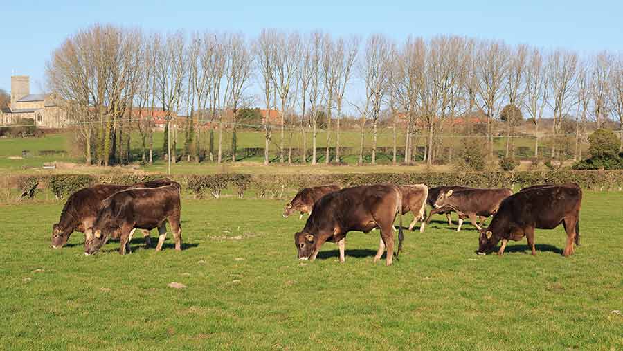Heifers at grass