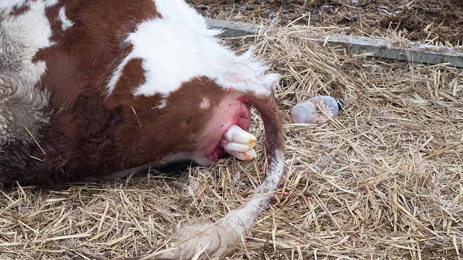 Dairy cow with difficult calving