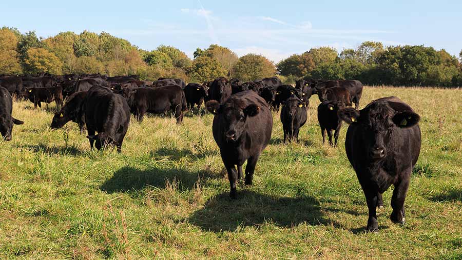 Beef cattle in field