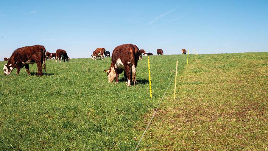 Cow grazing in a mob-grazing system