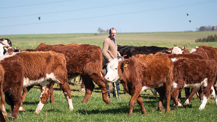 Man standing amongst cows grazing in a field